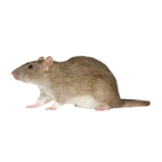 Le Rat