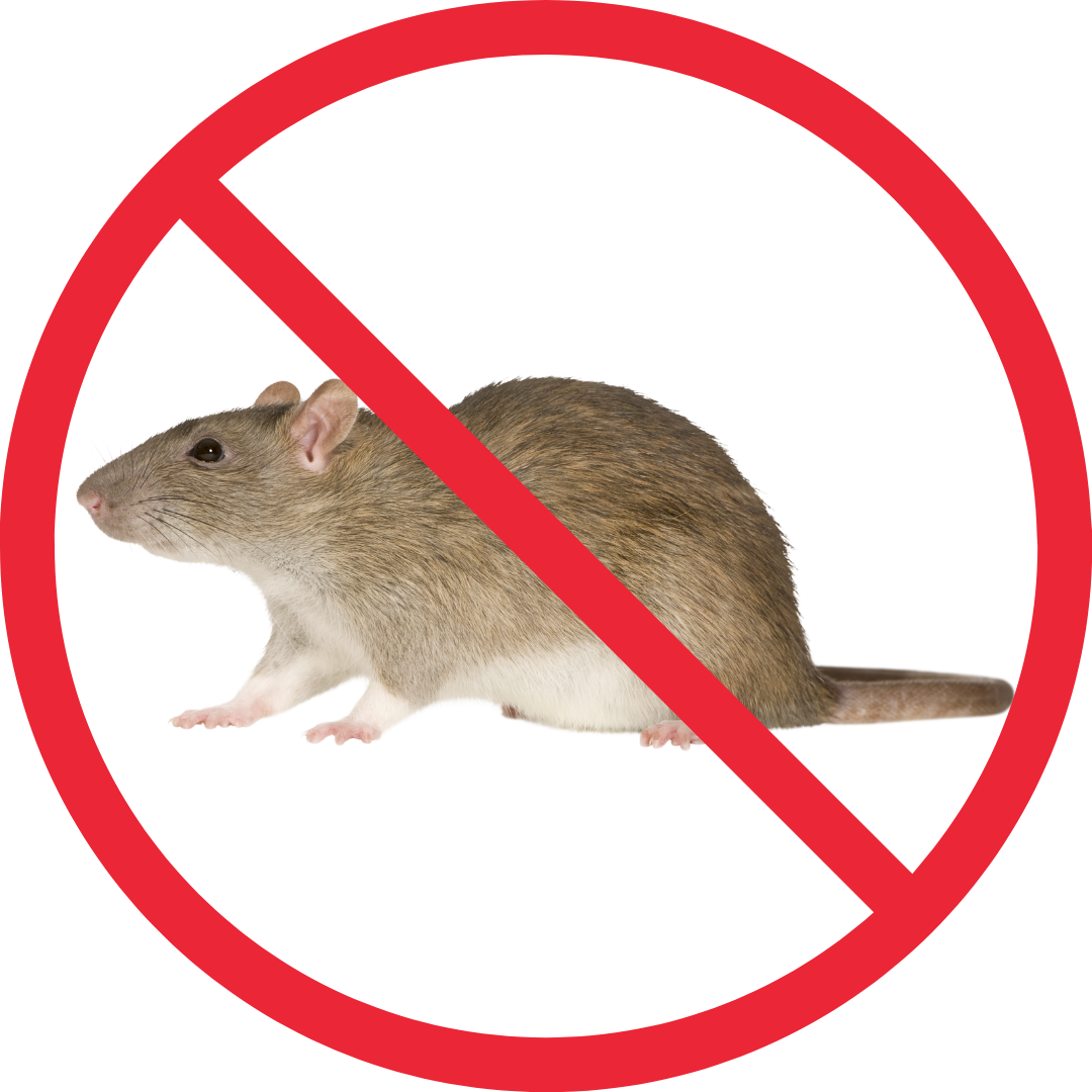 rat