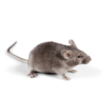 La Souris