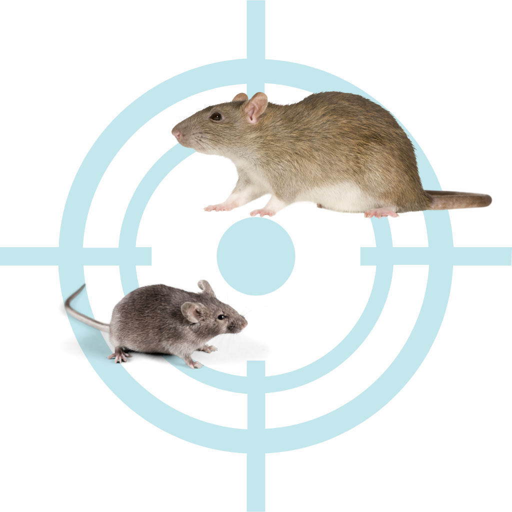 Différence rat souris