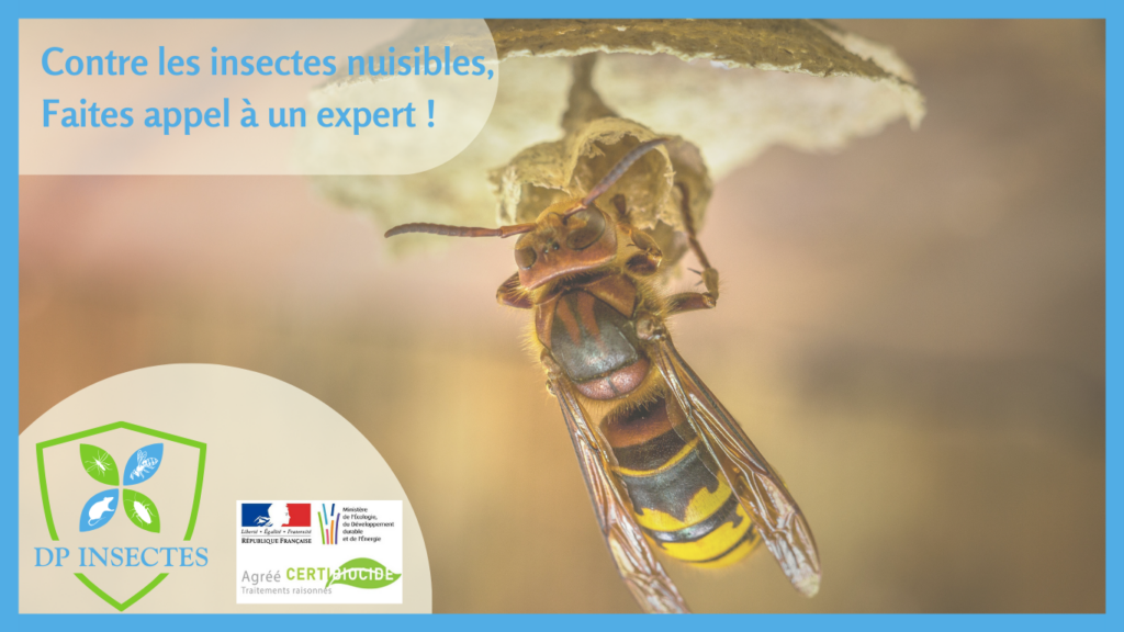 insecte frelon